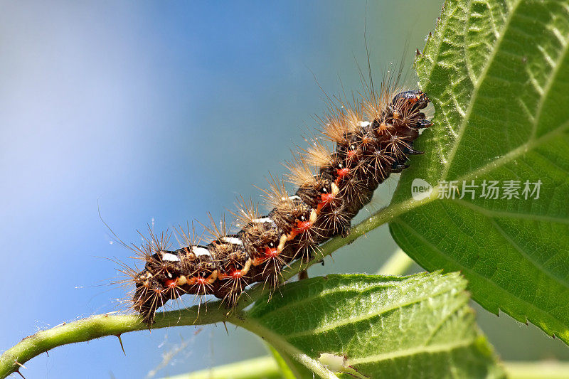 rumicta Caterpillar(纽结肝)